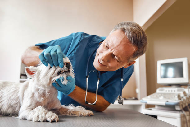 Best Emergency Dental Care for Broken or Chipped Teeth in Monticello, WI